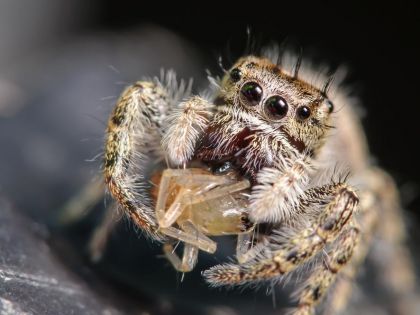 Pavouci ročně zlikvidují více hmyzu než lidé masa