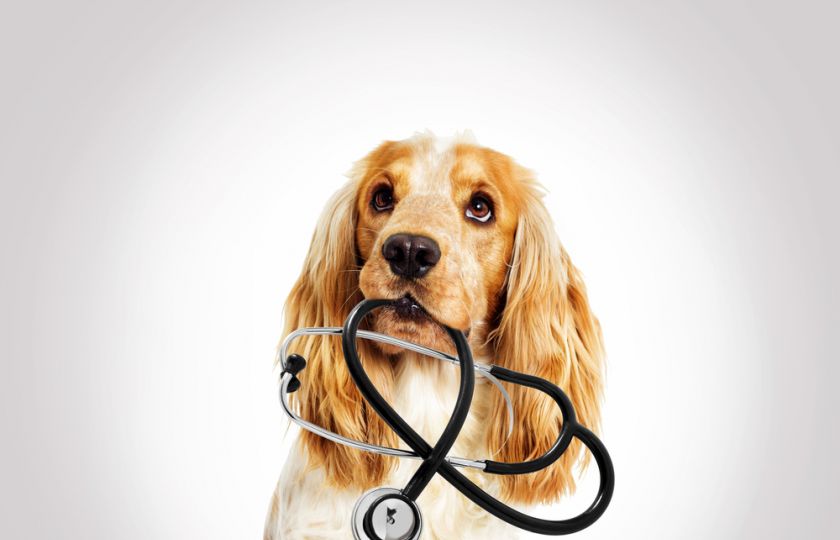 Jakto, že má můj pes lepšího lékaře než já?