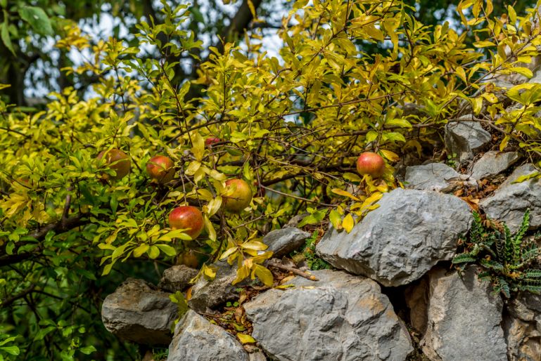 pocitelj granatove jablko shutterstock 543422995