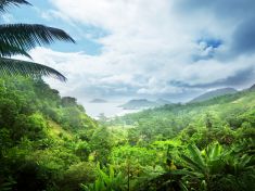 Budoucnost plic naší planety nemusí být tak ztracená. To tvrdí nové výzkumy deštných pralesů