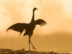 Riziko vymírání mnoha druhů zvířat je podceňováno. Tak hovoří nové studie   