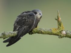 Denně nalétají stovky kilometrů a spí a páří se v letu. Kdo jsou tito záhadní ptáci?