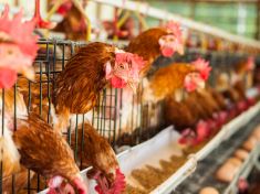 Dozvuky Evolution: S Petrem Dobrým a Romanou Šonkovou o klecových velkochovech 