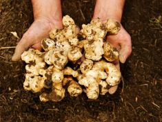 Topinambury vám pomohou přežít i zhubnout. Zařaďte je do svého jídelníčku 