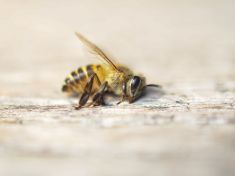 Dramatický pokles počtu hmyzu: Hrozí nám ekologický Armagedon?