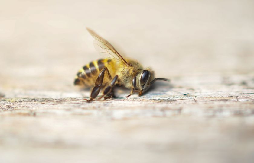 Dramatický pokles počtu hmyzu: Hrozí nám ekologický Armagedon?