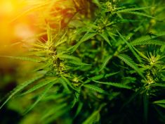 Producenti piva se bojí legalizace konopí