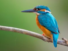 Biomimikry: Jak to vypadá, když géniové opisují od přírody