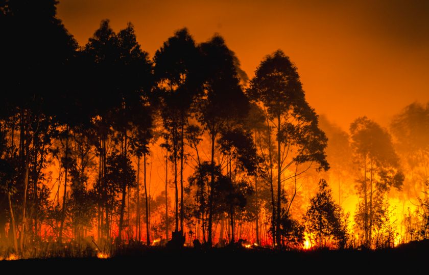 Lesy ohrožují nejen požáry, ale i nesmyslná ochrana před požáry