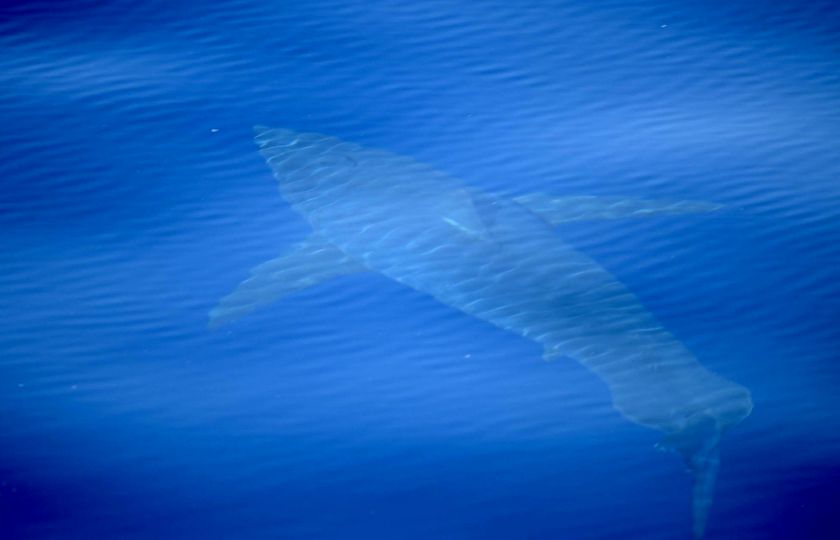 Ve Středozemním moři se objevili lidožraví žraloci. Biologové jásají, turisté už míň