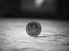 Trh s konopím v Evropě čeká obrovský boom. Česko zatím spí