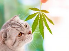 Český odborník podává zvířatům konopné masti. Libují si lemur i panda