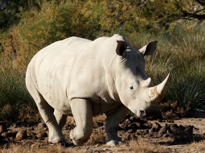 Genetici zachraňují druh nosorožce, jehož poslední samec uhynul