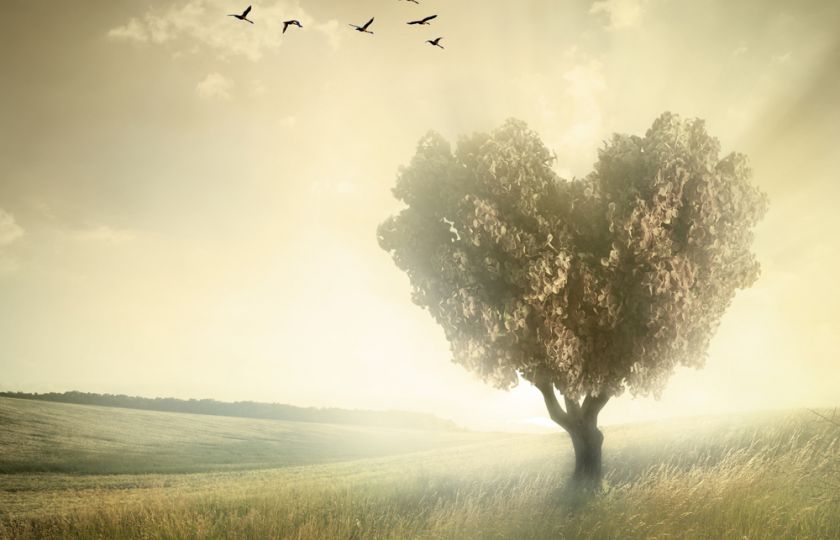 Stromy mají podobný „srdeční tep“ jako lidé