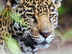 Začíná období Jaguára. Příštích 13 dní patří síle a upřímnosti