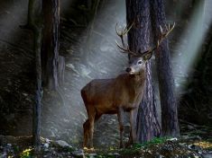 Buďte hodně v přírodě a naslouchejte jejímu poselství, radí astrolog