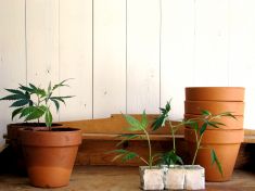 Skoro milion Čechů používá konopí jako lék