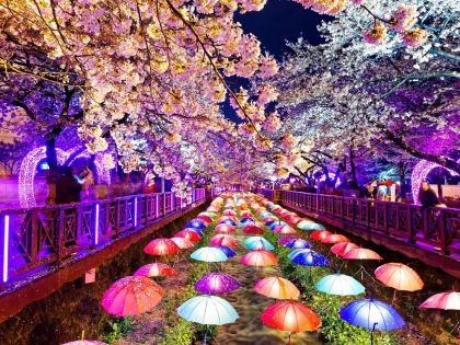 Celá Jižní Korea tone v květech jara