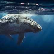 Velryba dokáže při jídle šetřit energií. Umí je filtrovat