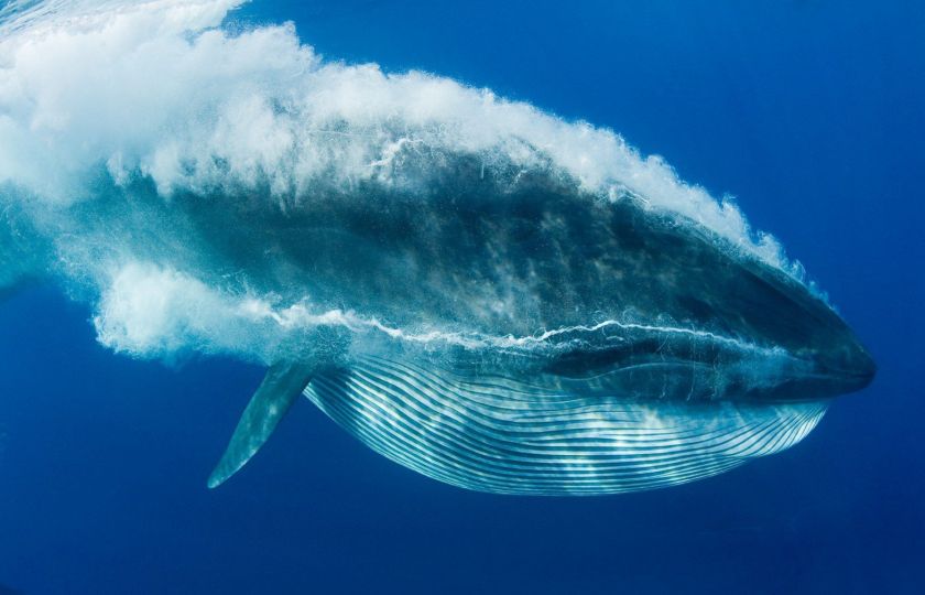 Výzkum velrybí řeči přinesl podivuhodné zjištění 