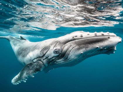 Proč jsou velryby tak velké a proč jsou hroši jejich příbuzní