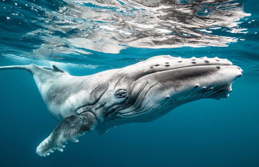 Proč jsou velryby tak velké a proč jsou hroši jejich příbuzní