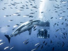 Vrcholní predátoři patří do moře, ne do polévky 