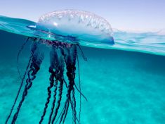 Hejna medúz útočí na lidi i elektrárny. Budeme je muset sníst