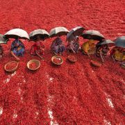 Ženy se probírají miliony chilli papriček, tvořících rudé a pekelně pálivé moře