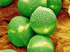 Alergií je čím dál víc. Může za to stres i globální oteplování