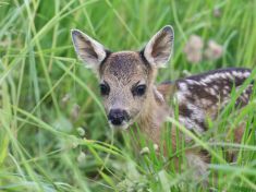 Aplikace pomáhá zachránit tisíce srnčat. Pomoct můžete i vy