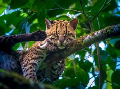 Opravdu jsme vyhubili 60 procent divokých zvířat? Možná ne, ale jásat nelze