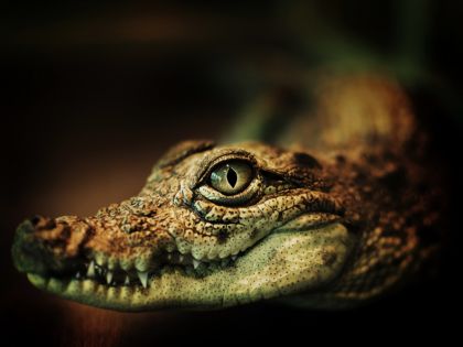 Mayský astrolog: Předvánoční období Draka a Krokodýla vás posune vpřed