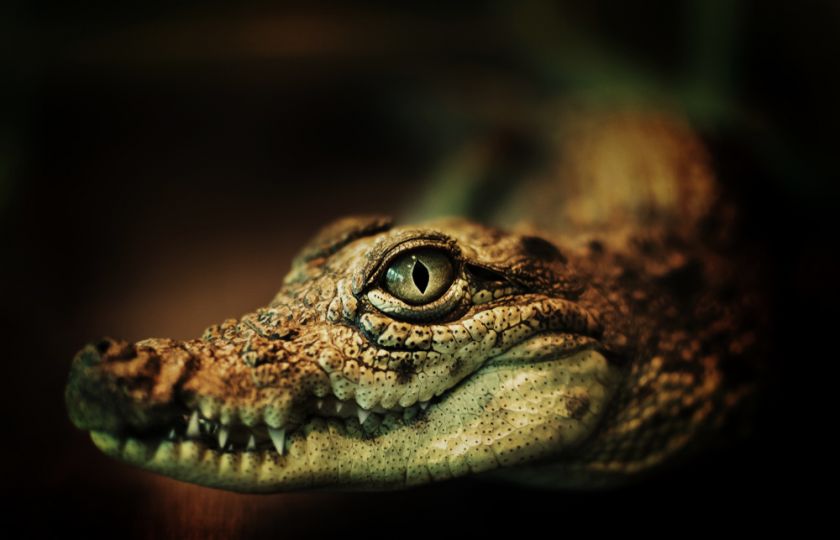 Mayský astrolog: Předvánoční období Draka a Krokodýla vás posune vpřed