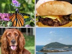 AI dokáže vyrobit obrázky k nerozeznání od skutečnosti