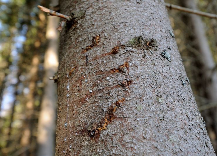 medved kura 0197742468