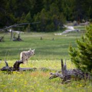 Pohádka z Yellowstonu: Jak vlci zachránili borůvky, bobry i les