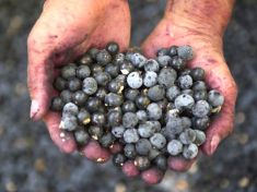 Červené a modrofialové plody pomáhají v boji proti rakovině