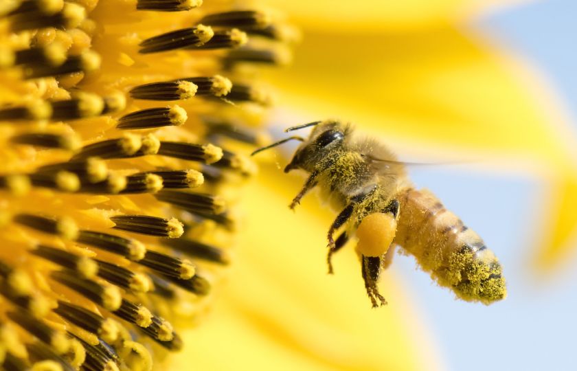 Čtyři jednoduché způsoby, jak bojovat s krizí včel