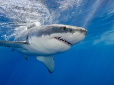 Šance, že vás zabije žralok, je jedna ku miliardě