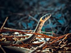 Období Hada je plné energie. Investujte ji do vztahů, radí mayský astrolog
