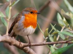 Ptáci mizí ze Středomoří i z našich polí. Mohou za to olivy a senoseč
