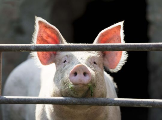 Kdy u lidí nastává smrt? Odpověď přinesly pokusy s prasečím mozkem