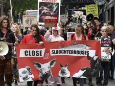 Nedostatečná legislativa a týrání. Na to v Praze upozorní největší pochod za práva zvířat