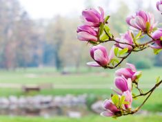 Jak si užijete duben? Najděte si své znamení a raďte se s odborníky