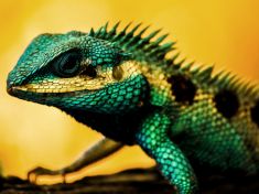 Mayský astrolog: Nastává období Ještěrky. Vzroste vliv přírody a snů