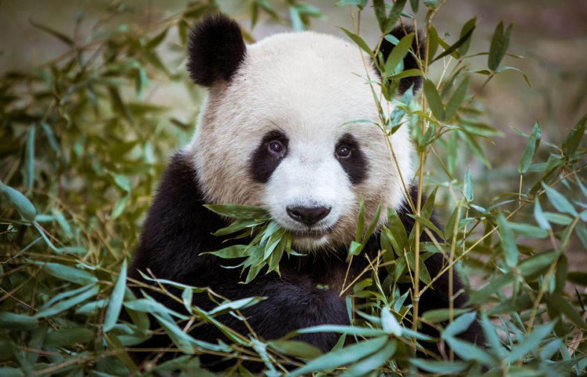 Čína používá systém rozpoznávání obličejů už i na pandy