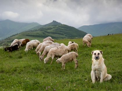 Nahradí ovčácké psy štěkající drony? Farmář z Nového Zélandu je úspěšně testuje