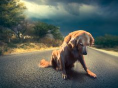 Jak vnímají sebevraždu zvířata? Doteď nevíme, zda si uvědomují svou smrtelnost