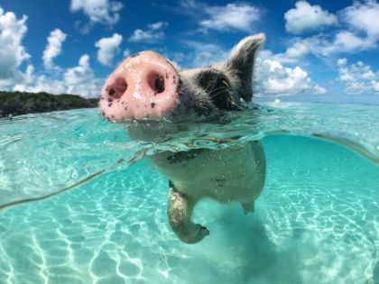 Plavající prasátka na Bahamách: Atrakce pro turisty, nebo zvířecí radost? 